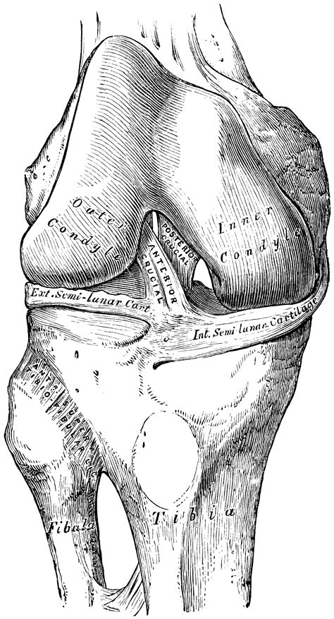 Knee Joint Showing Interior Ligaments Clipart Etc