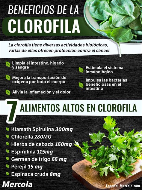 Beneficios De La Clorofila Para Tu Salud Que Debes Conocer Clorofila