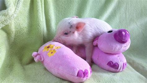 15 Piglets That Are Even Cuter Than Kittens Teacup Pigs Teacup