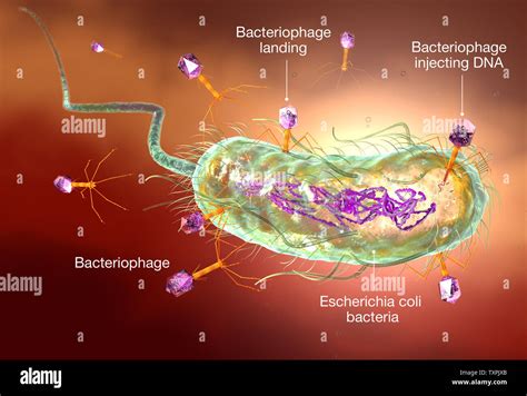 Illustration Showing Bacteriophage Attacking E Coli Bacteria Stock