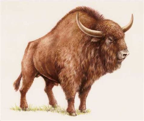 An Illustration Of A Bison Standing In The Grass