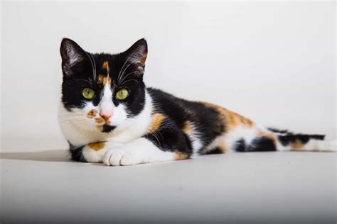 Uncover The Fascinating World Of Calico Cat Breeds A Complete Guide
