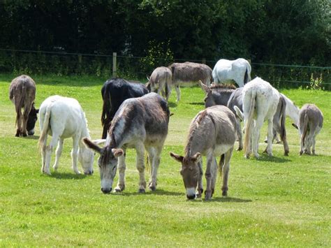 Island Farm Donkey Sanctuary Where To Go With Kids Oxfordshire