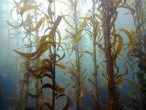 Giant Kelp Us National Park Service