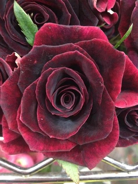 Black Beauty Rose This Would Be Pretty Too Rosas