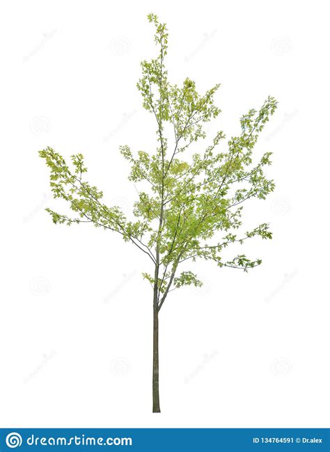 Young Green Maple Tree Isolated On White Stock Image Image Of Maple