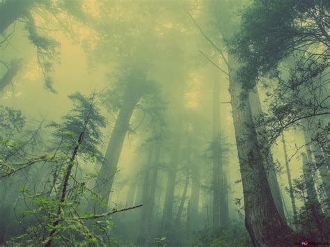 Mist Forest 2k Wallpaper Download