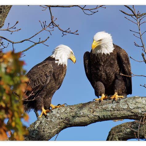 mated pair of bald eagles male on the left and female on the right d500 and nikon 200 500mm f 7