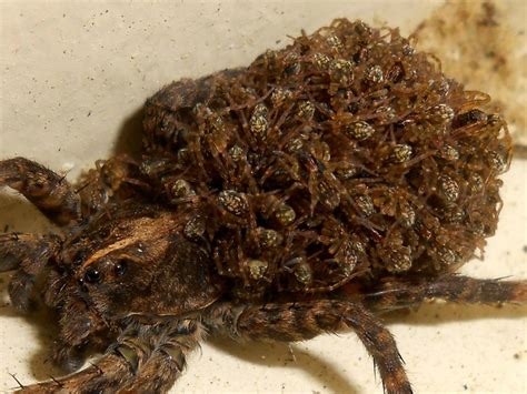 Mama Wolf Spider Hogna Carolinensis With Her Brood By My Front Door