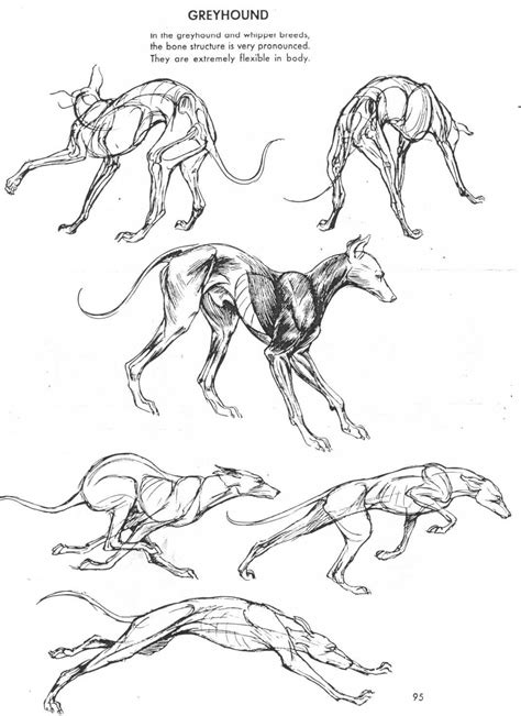 Amarilloo “ Blackbackedjackal “ If You Love Animals Or Drawing Then
