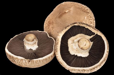 14 Types Of Mushrooms And Their Uses Epicurious