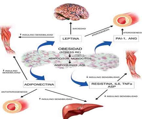 Tejido Adiposo Como Glándula Endocrina Implicaciones Fisiopatológicas