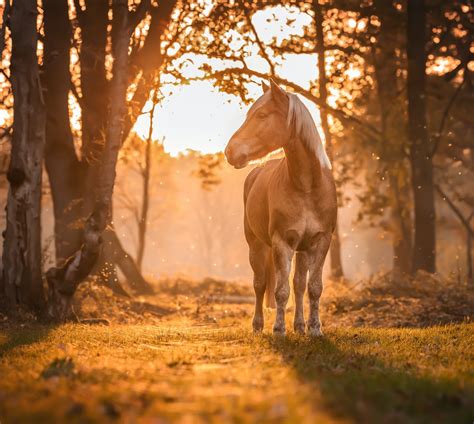 10000 Best Horse Photos · 100 Free Download · Pexels Stock Photos