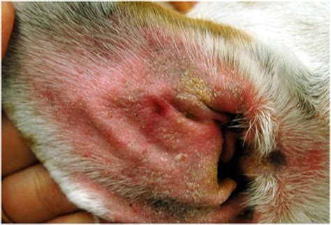 How To Identify And Prevent Ear Infections In Your Dog Barkpost