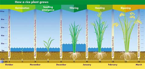 Rice Crop Guide Growing Rice