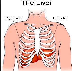 Internal organs under left rib cage. Pain in Right Side Under Ribs | New Health Advisor