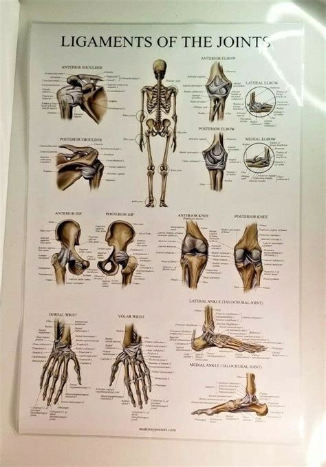 Ligaments Of The Joints Anatomical Poster Laminated Ligament