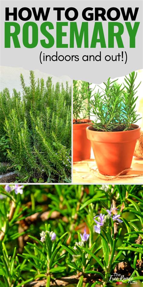 Growing Rosemary In Your Herb Garden Indoors Or Out Growing