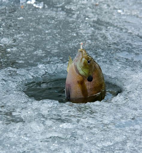 Find Right Depth To Catch Fish Through Ice Southern Utah Fishing