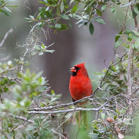 A Red Bird Sitting On Top Of A Tree Branch