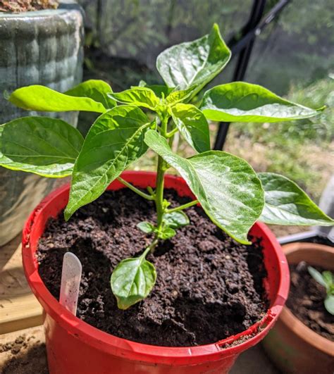 When To Repot Chilli Seedlings