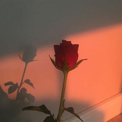 5 Jessica Walker On Ig Red Aesthetic Flowers Instagram Aesthetic Hd