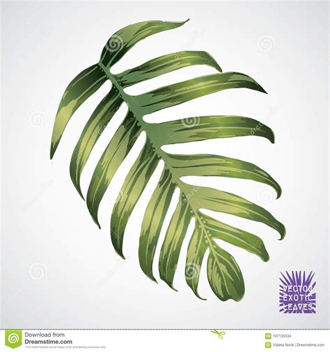 Vector Green Palm Leaf Stock Vector Illustration Of Fashion 107135534