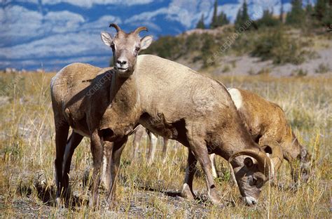Rocky Mountain Bighorn Sheep Stock Image C0287470 Science Photo