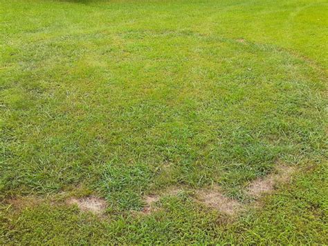 What Causes A Circle Of Dead Lawn Grass Tractorbynet