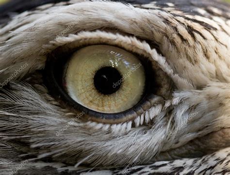 Bird Eye — Stock Photo © Kesu01 34747735