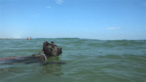 There are several styles of swimming, known as strokes, including: CRAZY CANE CORSO PUPPY ITALIAN MASTIFF DOG SWIMMING IN THE ...