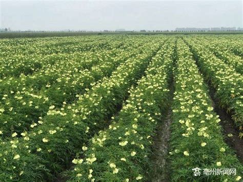 黄蜀葵花开成海 带动村民富起来黄蜀葵立仓镇蜀葵花新浪新闻