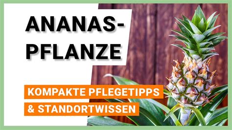 Ananaspflanze Pflegetipps Und Standortwissen Kompakt Youtube