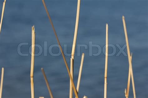 Dry Reed Spanskrør Stock Foto Colourbox