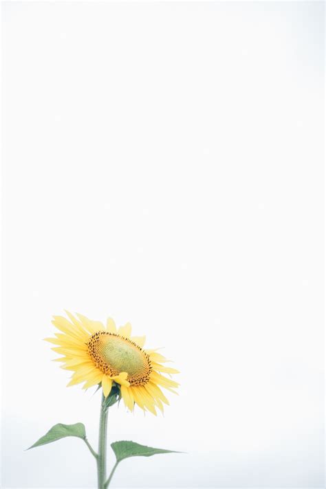 Sunflower Minimalist Wallpapers Top Free Sunflower Mi