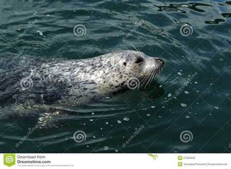 Swimming Harbor Seal Stock Image Image Of Life Seal
