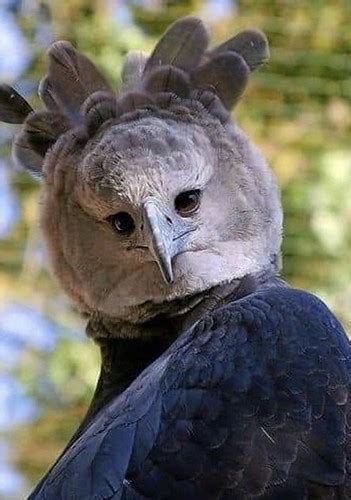 Harpy Eagle It Is The Largest And Most Powerful Raptor Fou Flickr