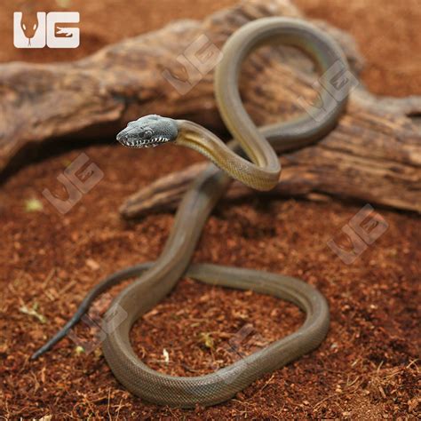 Baby Dalberts White Lipped Python Underground Reptiles