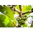 9 Species Of Fig Trees For Indoor And Outdoor Gardening