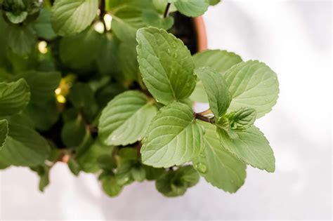 How To Grow And Care For Chocolate Mint