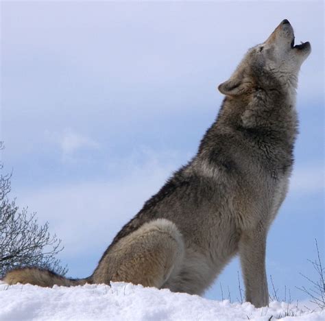 Hd Wallpaper Howl Howling Wolf Animal Wild Nature Fierce Animal