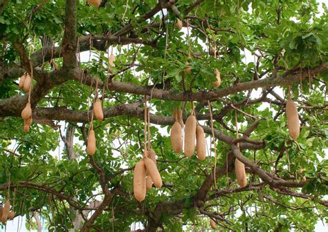 The Sausage Tree A Traditional Remedy For Eczema And Psoriasis