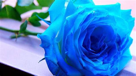 Newwallpapershd is sharing latest collection with beautiful flower wallpaper flower picture flower image computer wallpapers 2021 free download for desktop to enhance you pc with natural colors. Blue Rose Wallpaper ·① WallpaperTag