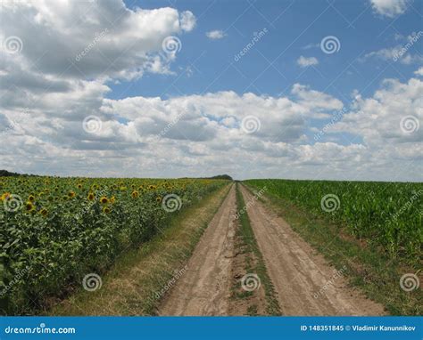 Summer Field Dirt Road Stock Image Image Of Warm Fields 148351845