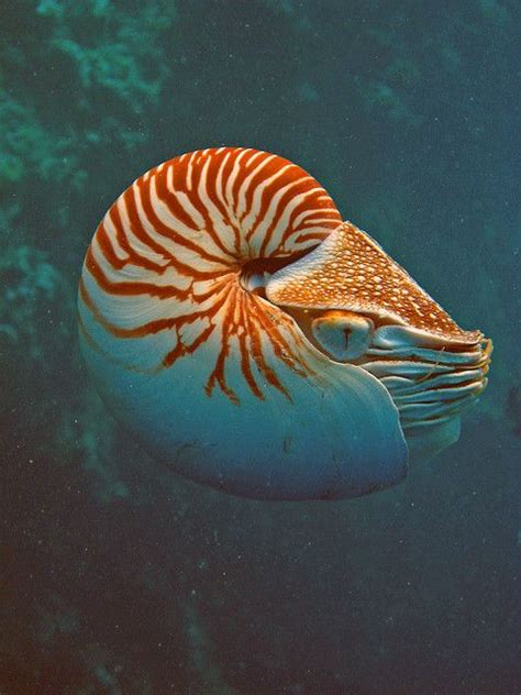 Nautilus Endangered Sea Life Pinterest Nautilus