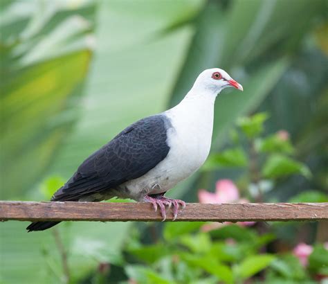 White Headed Pigeon Columba Leucomela By Russellstreet Coast