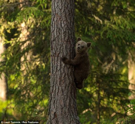 Head Fur Heights Mother Bear Sends Her Four Cubs Up A Tree To Safety