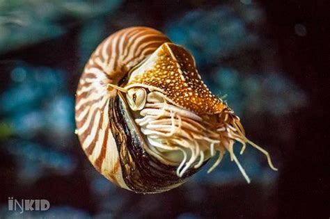 Nautilus Beautiful Sea Creatures Nautilus Ocean Creatures