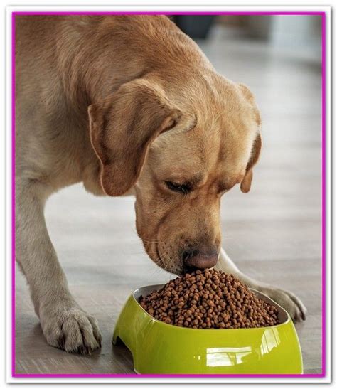 Best Easy To Digest Dog Food 5 Best Foods For Dogs With Sensitive
