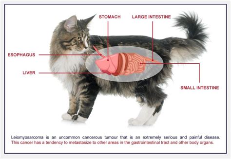 Stomach And Intestinal Cancer Leiomyosarcoma In Cats Petlifeca